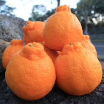 가정용 꼬마한라봉10KG(43-55개)