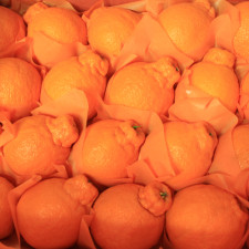 한라봉10키로(36-40개)