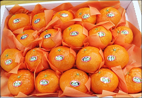 레드향선물용5kg