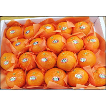 레드향선물용5kg