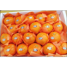 레드향선물용5kg