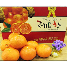 레드향 가정용5kg